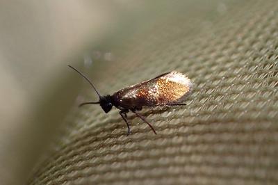 Micropterix mansuetella