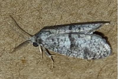 Penestoglossa dardoinella