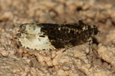 Hedya nubiferana