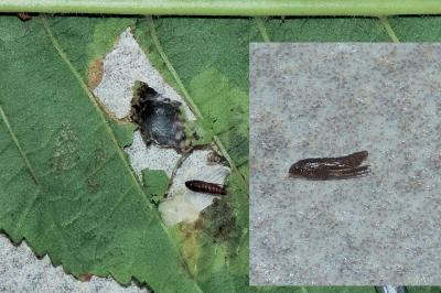 Cameraria ohridella