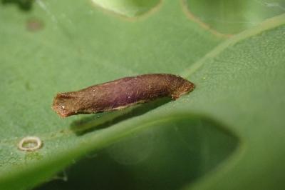 Coleophora lutipennella