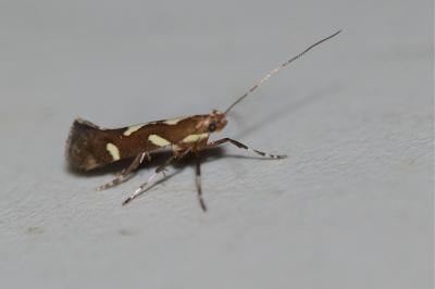 Calybites phasianipennella