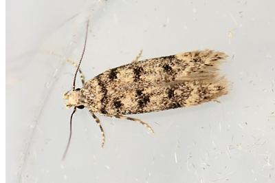 Bryotropha domestica