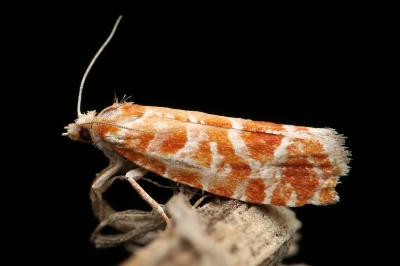 Rhyacionia pinicolana