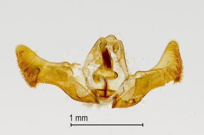 Eucosma cana