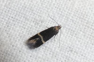 Aproaerema ochrofasciella