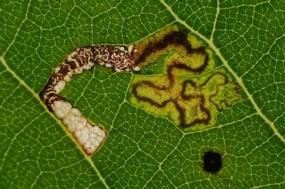 Stigmella tiliae