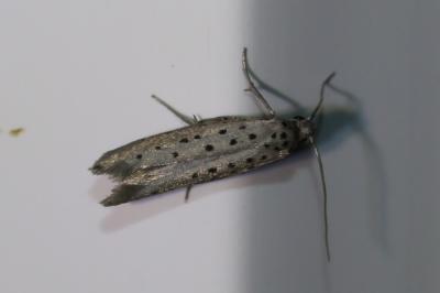 Yponomeuta sedella