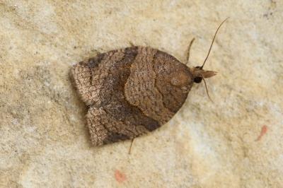 Pandemis dumetana