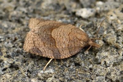 Pandemis dumetana