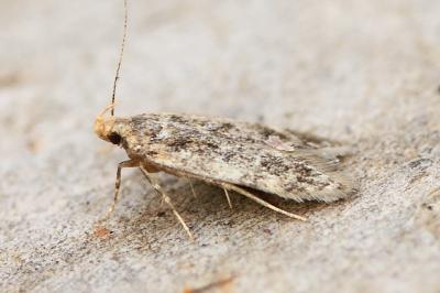 Bryotropha senectella