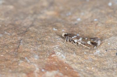 Oxypteryx libertinella