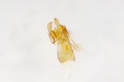 Oxypteryx libertinella