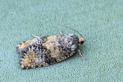 Ptycholomoides aeriferanus