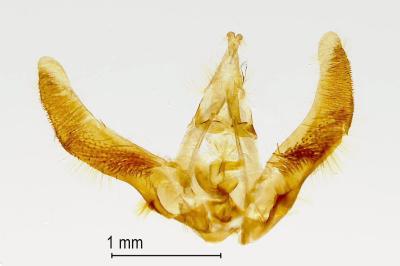 Hedya nubiferana