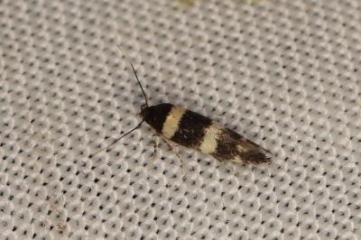 Gisilia stereodoxa