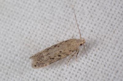 Scrobipalpa obsoletella