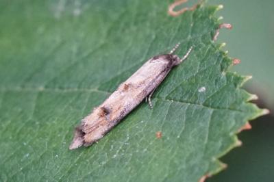 Mompha idaei