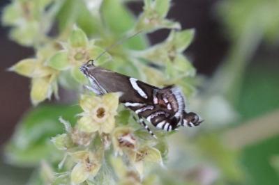 Glyphipterix gianelliella