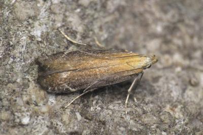 Monochroa cytisella