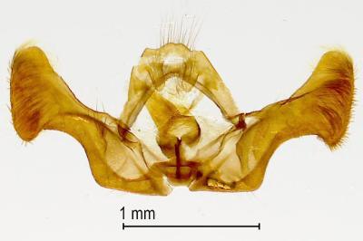 Eucosma metzneriana