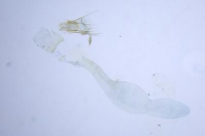 Alucita hexadactyla