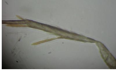Borkhausenia fuscescens