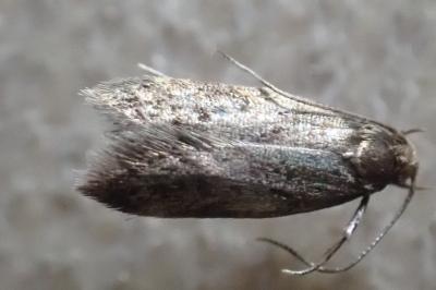 Borkhausenia fuscescens