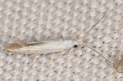 Coleophora betulella
