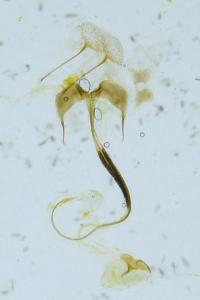 Coleophora betulella