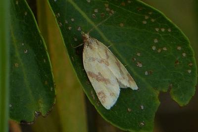 Clepsis pallidana