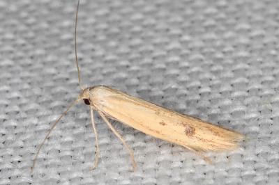 Epidola stigma