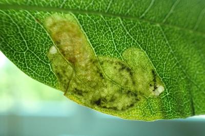 Leucoptera laburnella