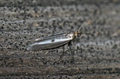 Parahyponomeuta egregiella