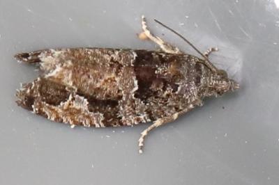 Eudemis profundana