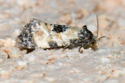 Neocochylis dubitana