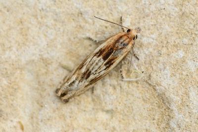 Eucosma cana