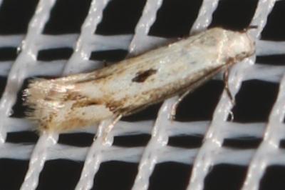 Elachista albidella