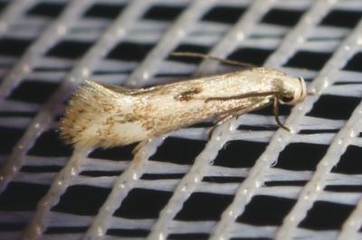Elachista albidella