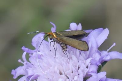 Nemophora metallica