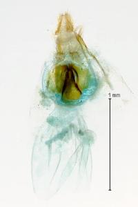 Neocochylis hybridella