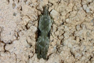 Hypatima rhomboidella