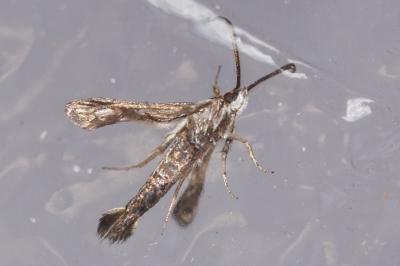 Chamaesphecia leucopsiformis
