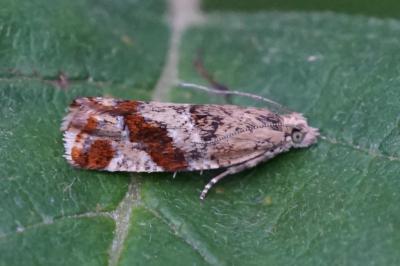 Epinotia cruciana