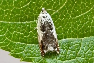 Ancylis laetana