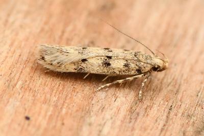Bryotropha domestica
