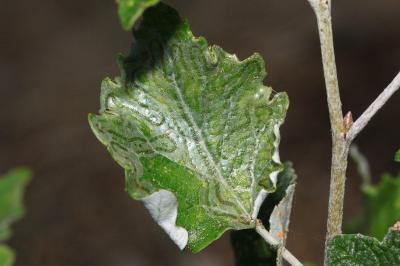 Phyllocnistis xenia