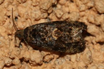 Endothenia ustulana