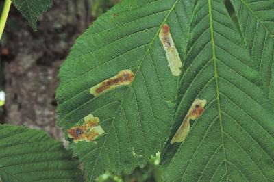 Cameraria ohridella