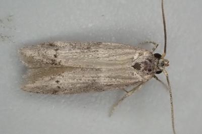 Hypatopa segnella